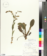 Solidago arguta var. boottii image