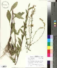 Solidago arguta var. boottii image