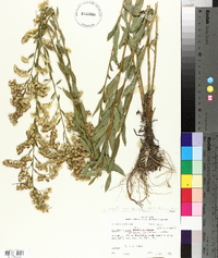 Solidago arguta subsp. boottii image