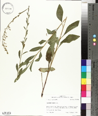 Solidago arguta var. boottii image