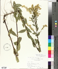 Solidago ludoviciana image