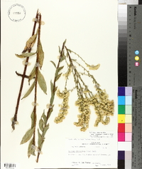 Solidago arguta var. strigosa image