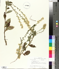 Solidago hispida image