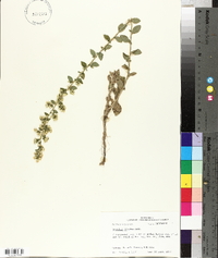 Solidago hispida image