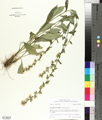 Solidago hispida image