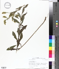 Solidago radula image