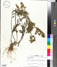 Solidago radula image