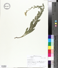 Solidago radula image