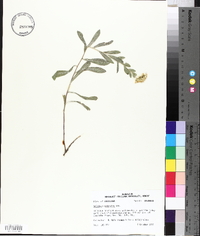 Solidago radula image