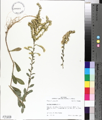 Solidago radula image