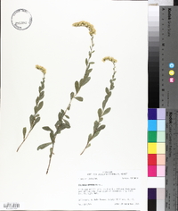 Solidago radula image