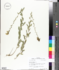 Solidago radula image