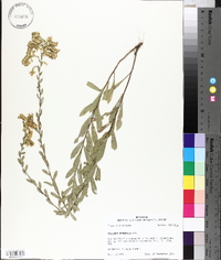 Solidago radula image