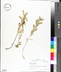 Solidago radula image