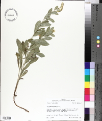 Solidago radula image