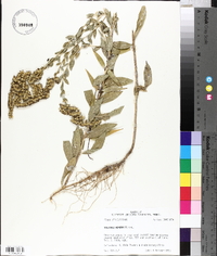Solidago radula image