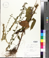 Solidago arguta var. bootii image