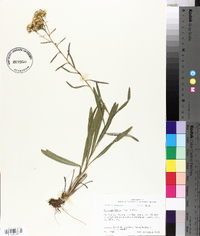 Solidago nitida image