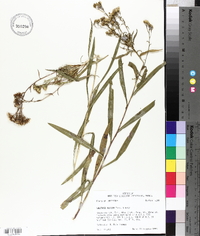 Solidago nitida image