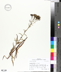 Solidago nitida image