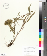 Solidago nitida image