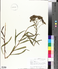 Solidago nitida image