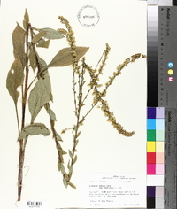 Solidago salicina image