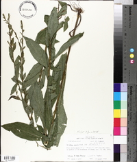 Solidago salicina image