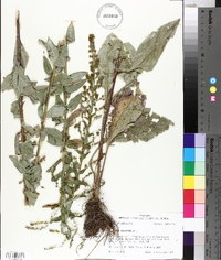 Solidago salicina image