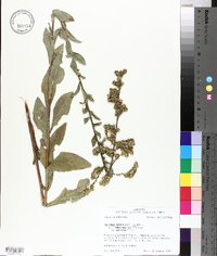 Solidago salicina image