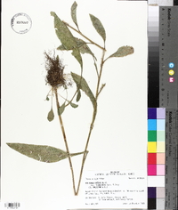 Solidago salicina image