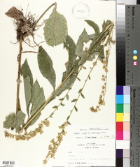 Solidago salicina image