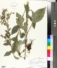 Solidago salicina image