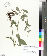 Solidago salicina image