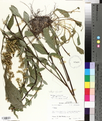 Solidago salicina image