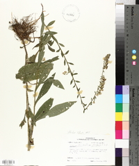 Solidago salicina image