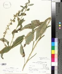 Solidago salicina image