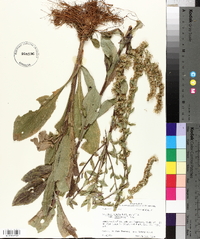 Solidago salicina image