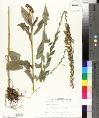 Solidago patula image