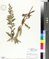 Solidago petiolaris image