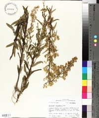 Solidago petiolaris image