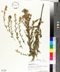 Solidago petiolaris var. angusta image