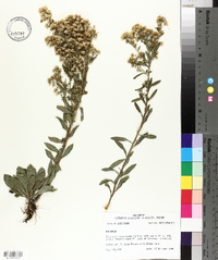 Solidago petiolaris var. angusta image