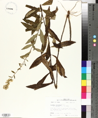 Solidago petiolaris image