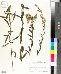 Solidago petiolaris image