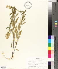 Solidago petiolaris var. angusta image