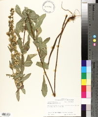 Solidago petiolaris image