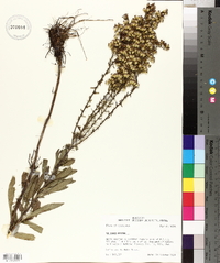 Solidago nemoralis subsp. nemoralis image