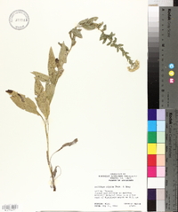 Solidago rigida subsp. glabrata image