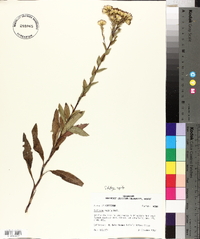 Solidago radula image